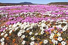 A Flower Filled Adventure In The Western Cape