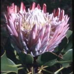 Kirstenbosch Botanical Gardens