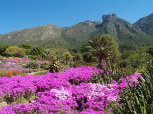 5 Signs That Spring in Cape Town Has Arrived