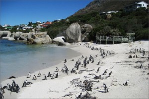 Important Info about Cape Town Beaches