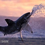 full_day_shark_diving_tour_01