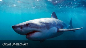 full_day_shark_diving_tour_02
