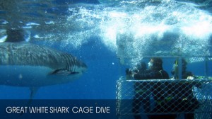 full_day_shark_diving_tour_03