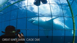 full_day_shark_diving_tour_05