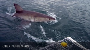 full_day_shark_diving_tour_07