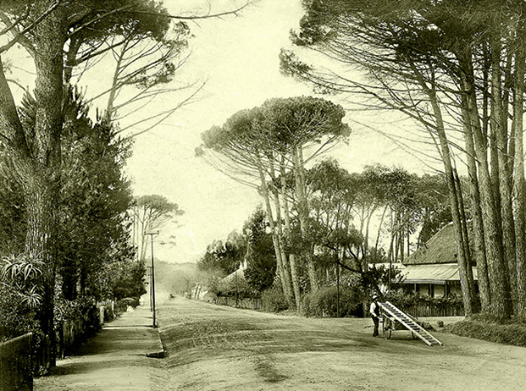 Blast from the past - Main Road in Wynberg circa 1903!