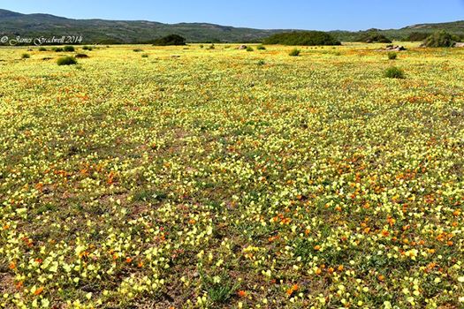 A field of flowers on route to Namaqua National Park taken last week.