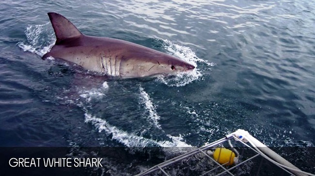 Dreaming About Shark Cage Diving in Cape Town This Winter?