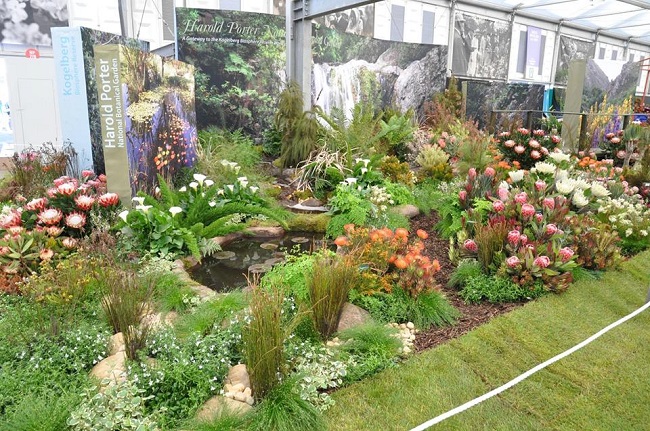 Kirstenbosch Botanical Gardens Wins Gold at Chelsea Flower Show