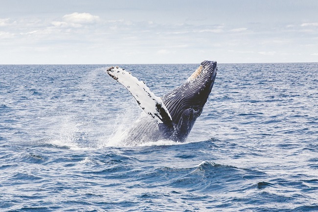 WATCH: Humpback Whales in Cape Town
