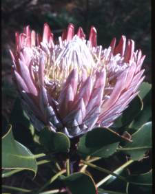 Garden Paradise At Kirstenbosch Cape Town