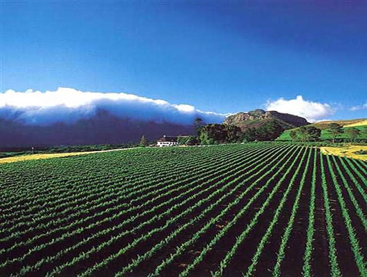 Top 5 Cape Winelands Destinations