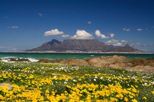 flower season in cape town, with table mountain in the background