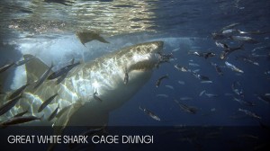 Shark Cage Diving