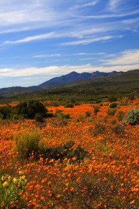 wildflowers in cape town