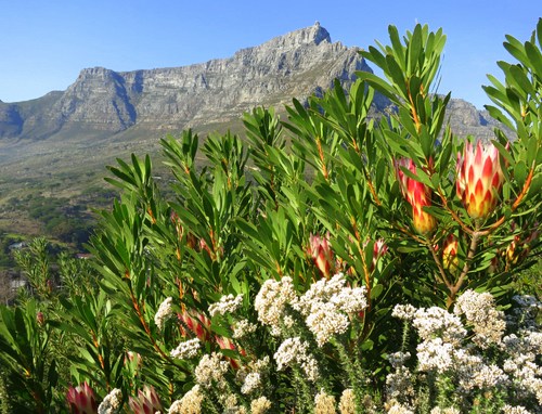 Table Mountain Ranked the Most Visited SA National Park in 2013