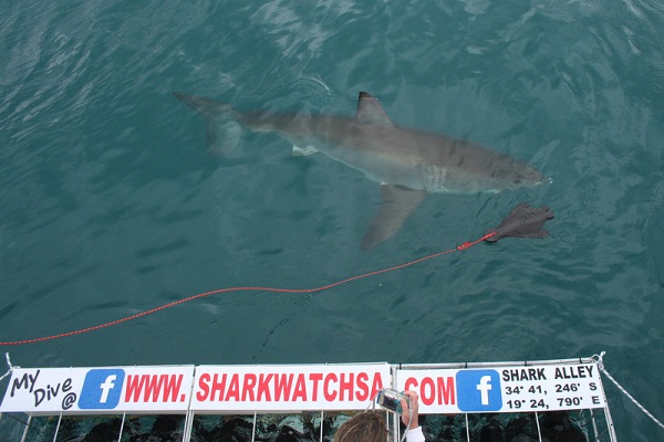 Shark Cage Diving in Cape Town - Tourist Trap or Amazing Interaction?