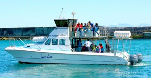 Whale Watching in Cape Town