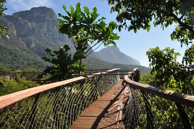 Kirstenbosch Canopy Walkway