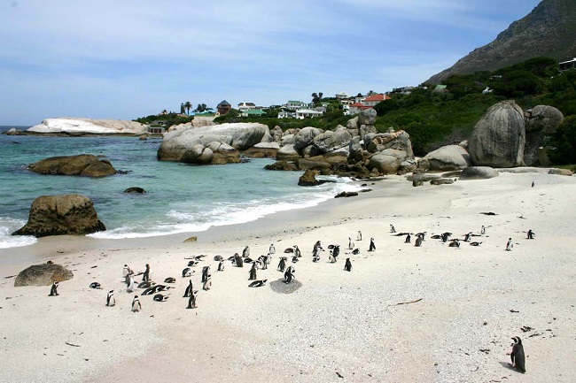 Boulders Beach in Cape Town