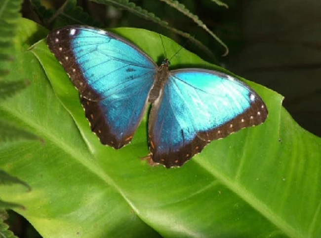 Butterfly World Cape Town - Butterflies