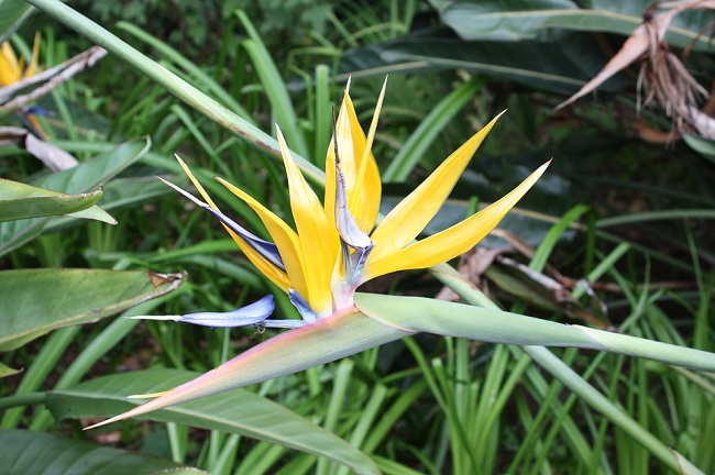 Kirstenbosch Botanical Gardens