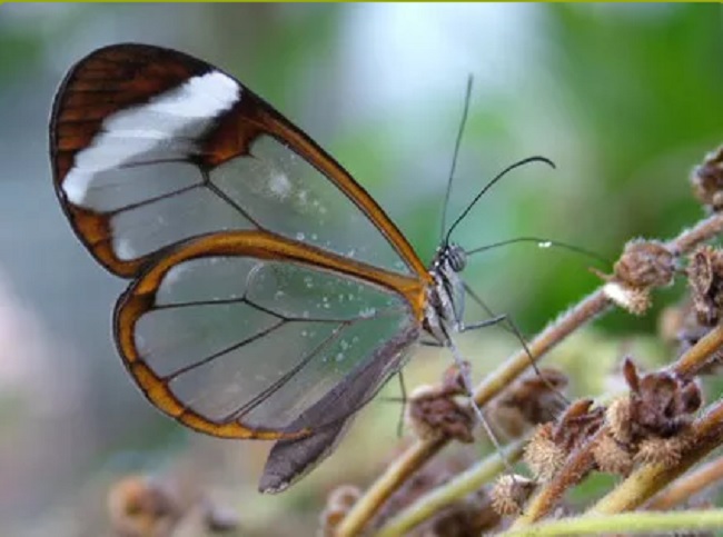 Butterfly World Cape Town