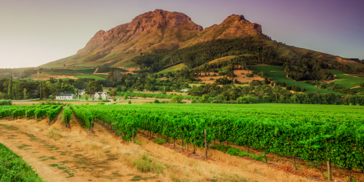 Cape Town Wine Estate