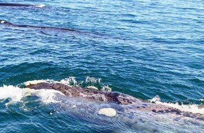 cape town whale tour