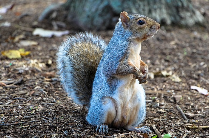 8 Essential City Bowl Experiences - Squirrels