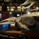6 Great Museums in Cape Town That Should Be On Top Of Your Bucket List