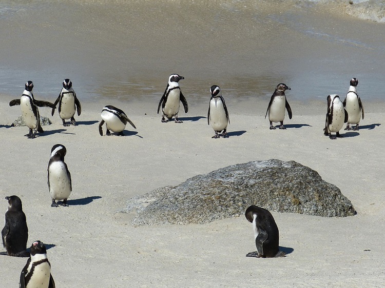 12 Fun Treats and Activities for Kids in Cape Town This Summer - Penguins