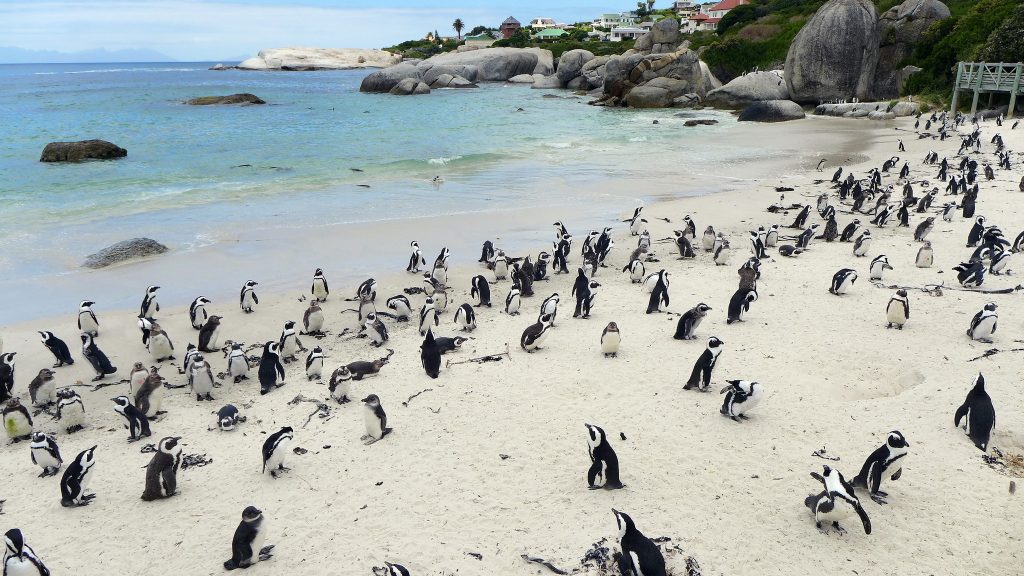 day trips from Cape Town