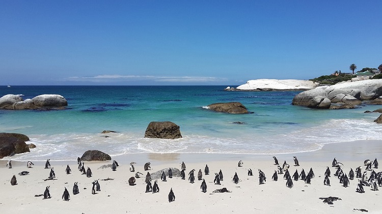 10 Most Romantic Places in Cape Town - Boulders Beach