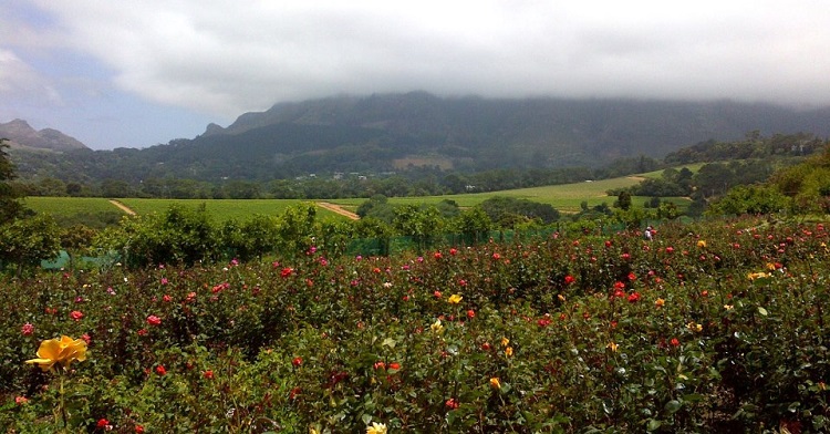 8 Romantic Things to do in Cape Town on Valentine's Day - Rose Picking