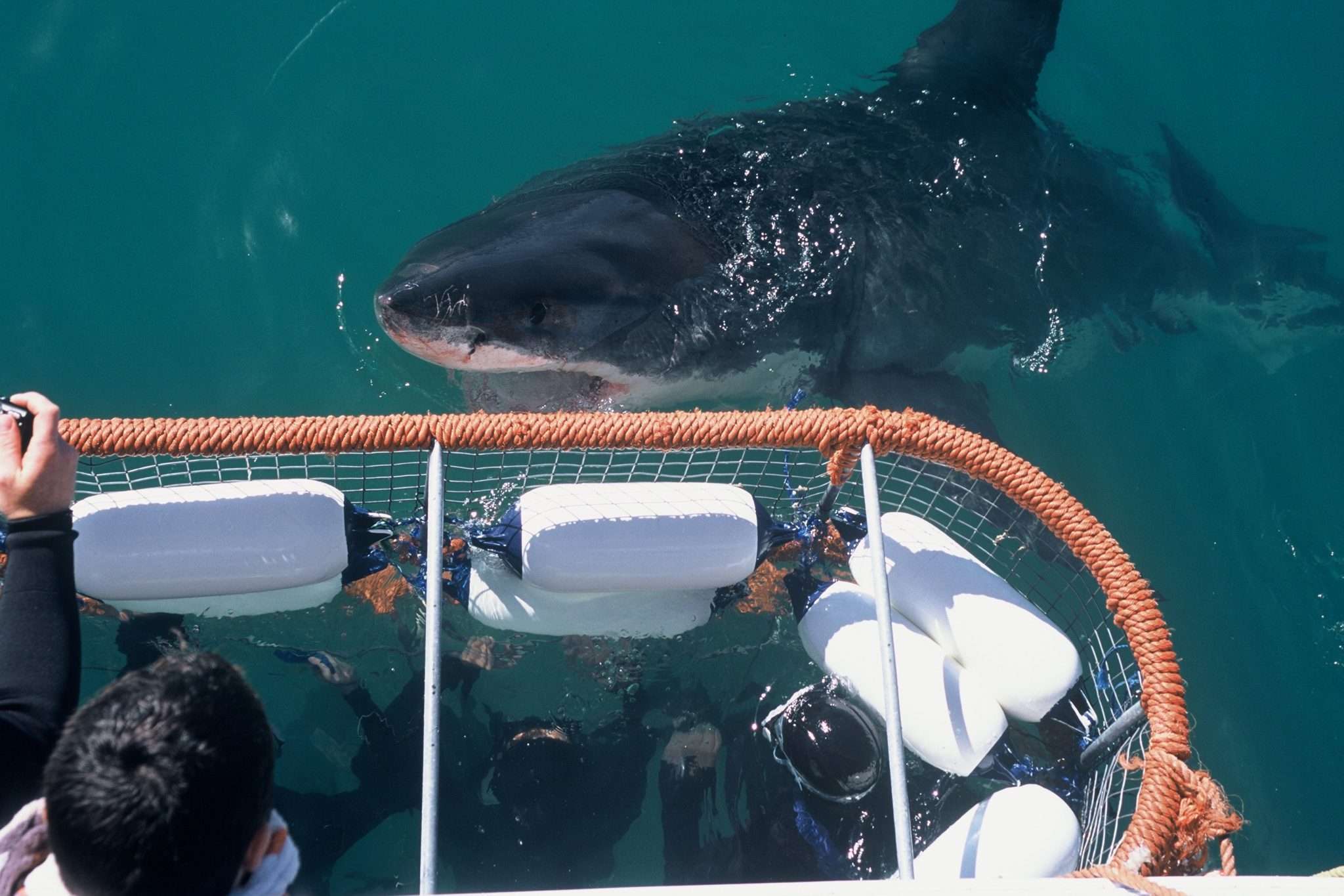 cape town shark tours