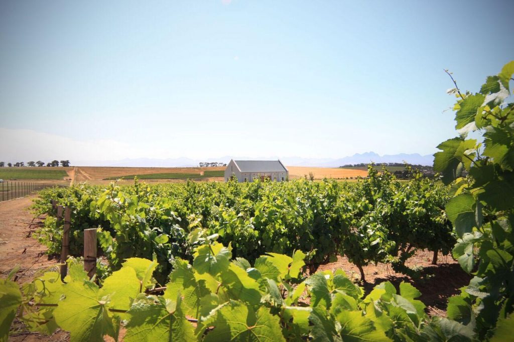 wine regions in the Western Cape 