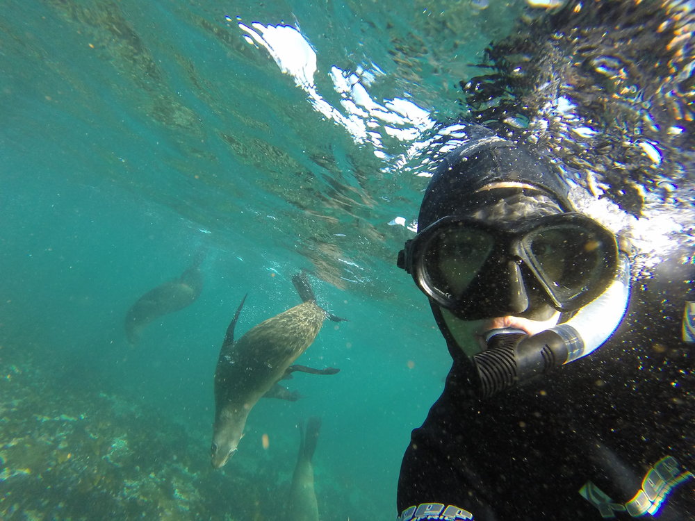 snorkeling spots in Cape Town