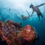 8 Best Snorkeling Spots in Cape Town