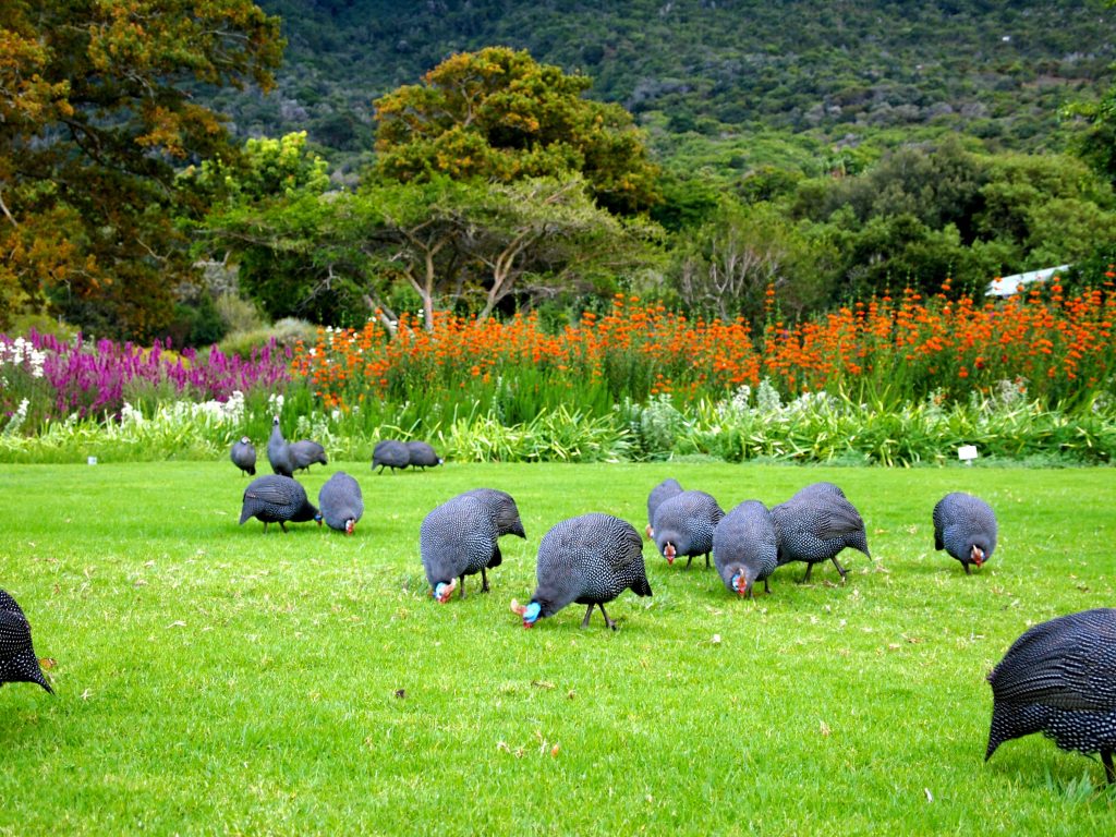wildlife experiences in Cape Town