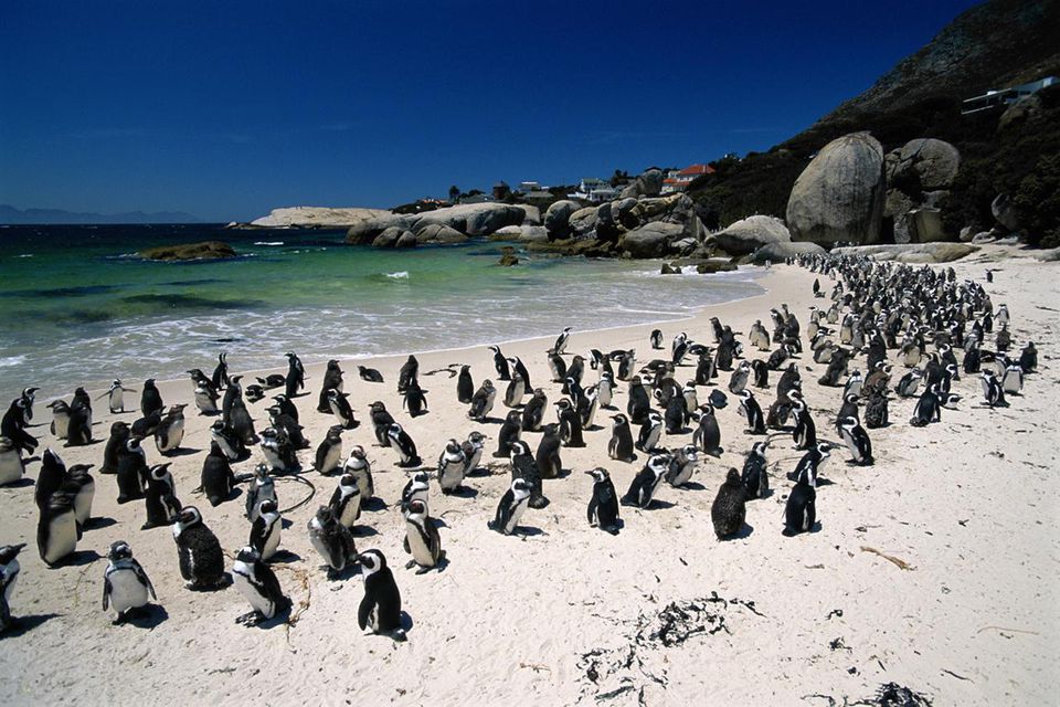 wildlife experiences in Cape Town