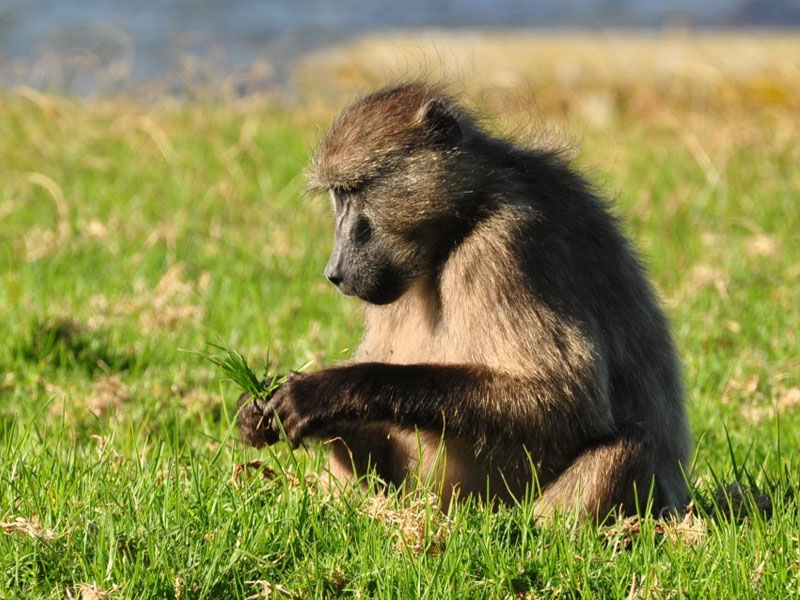 wildlife experiences in Cape Town