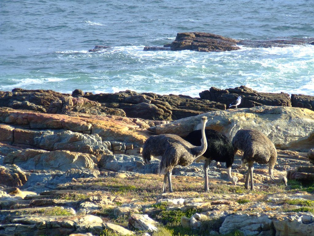 wildlife experiences in Cape Town