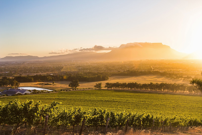 wine tasting in Western Cape