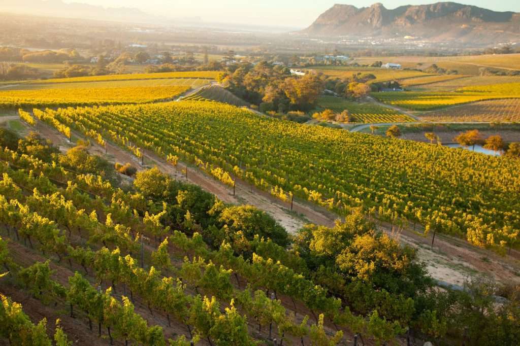 Constantia wine valley 