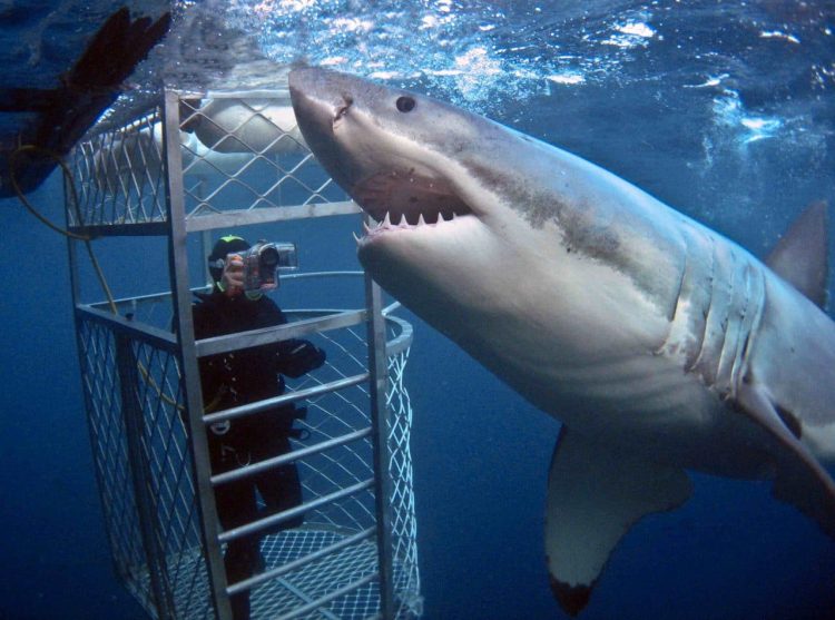 Shark Cage Diving Cape Town