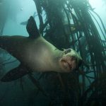Cape Town Seal Snorkeling