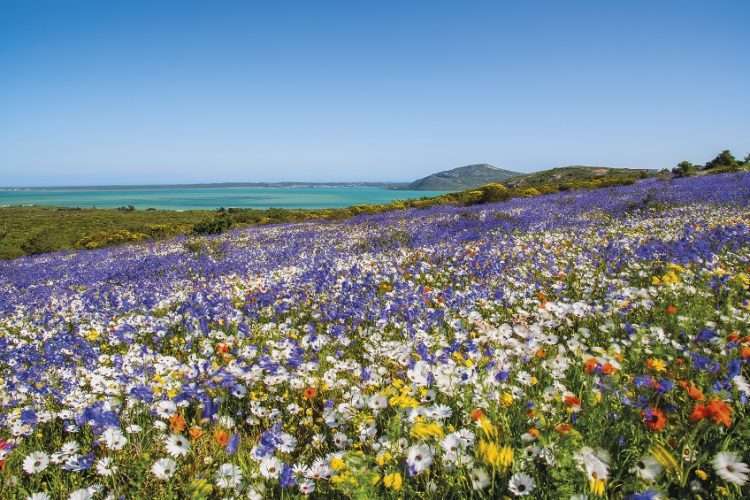 Cape Town West Coast