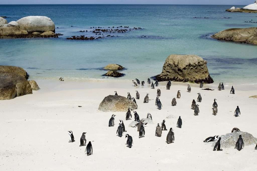 Cape Town trips