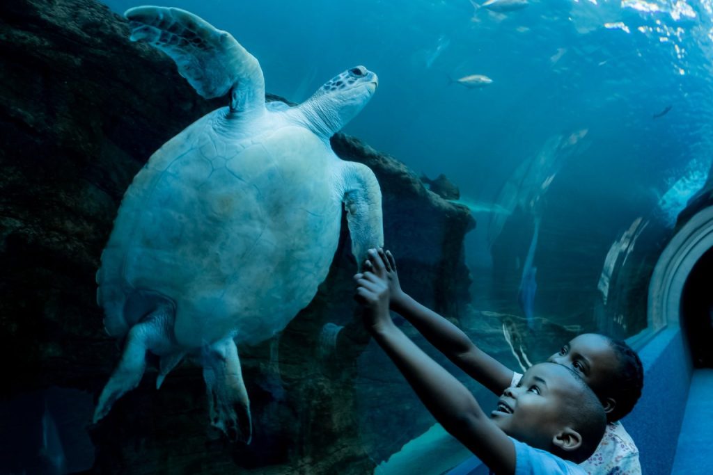 Top things to do with kids this holiday season in Cape Town